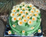 C 63.
Torta okrúhla s priemerom 23 cm, 20 rezová.
Cena : 60.00 €